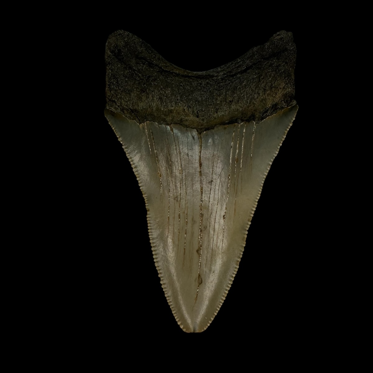 3.23" Serrated Megalodon Tooth Fossil - Image 2