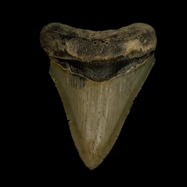3.25" Serrated Megalodon Tooth Fossil