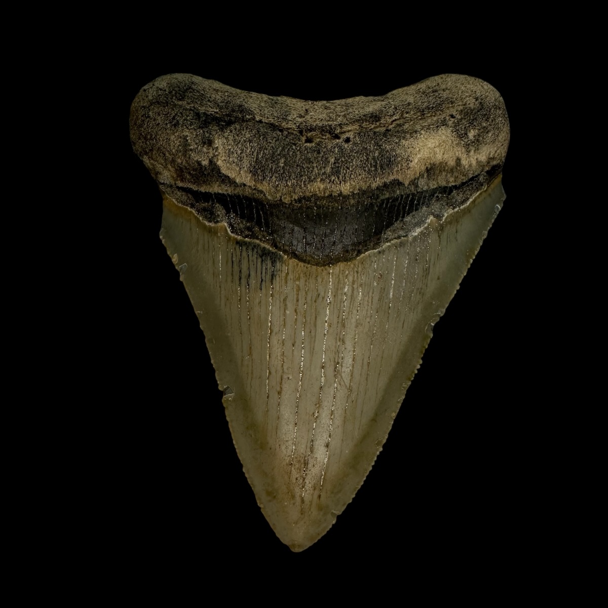 3.25" Serrated Megalodon Tooth Fossil