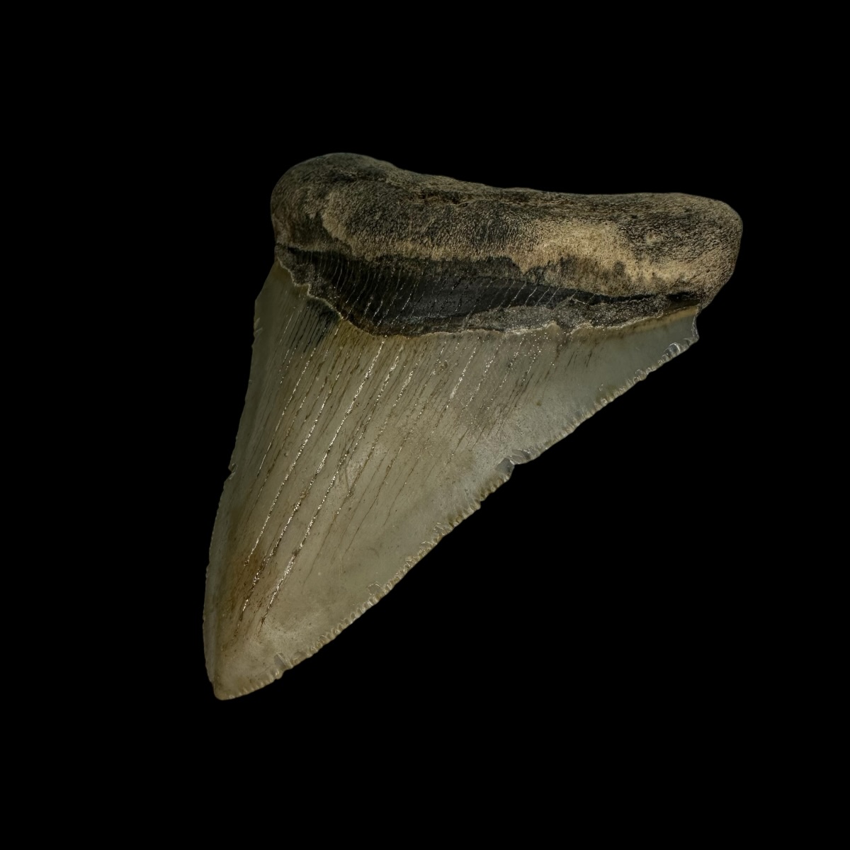 3.25" Serrated Megalodon Tooth Fossil - Image 3