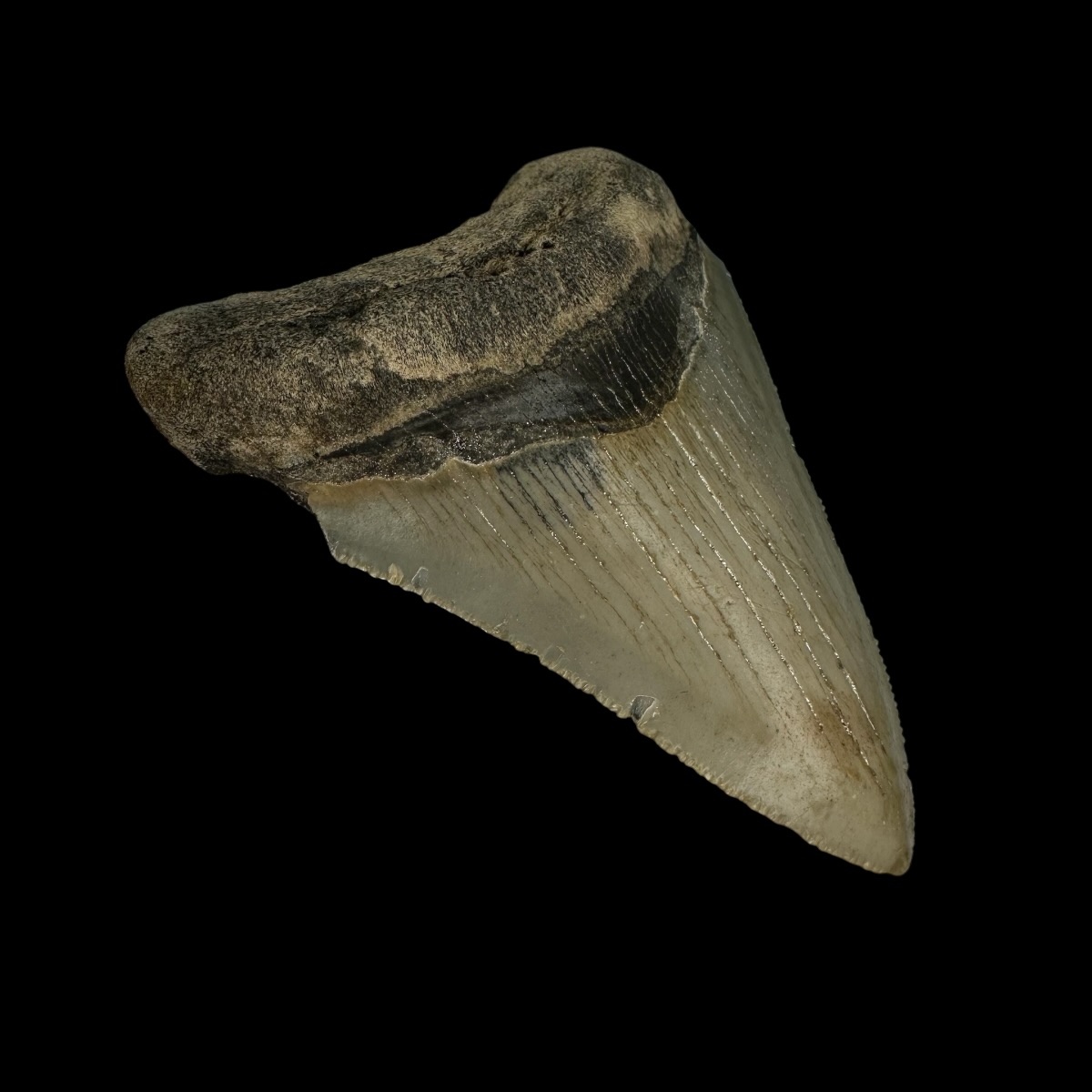 3.25" Serrated Megalodon Tooth Fossil - Image 4