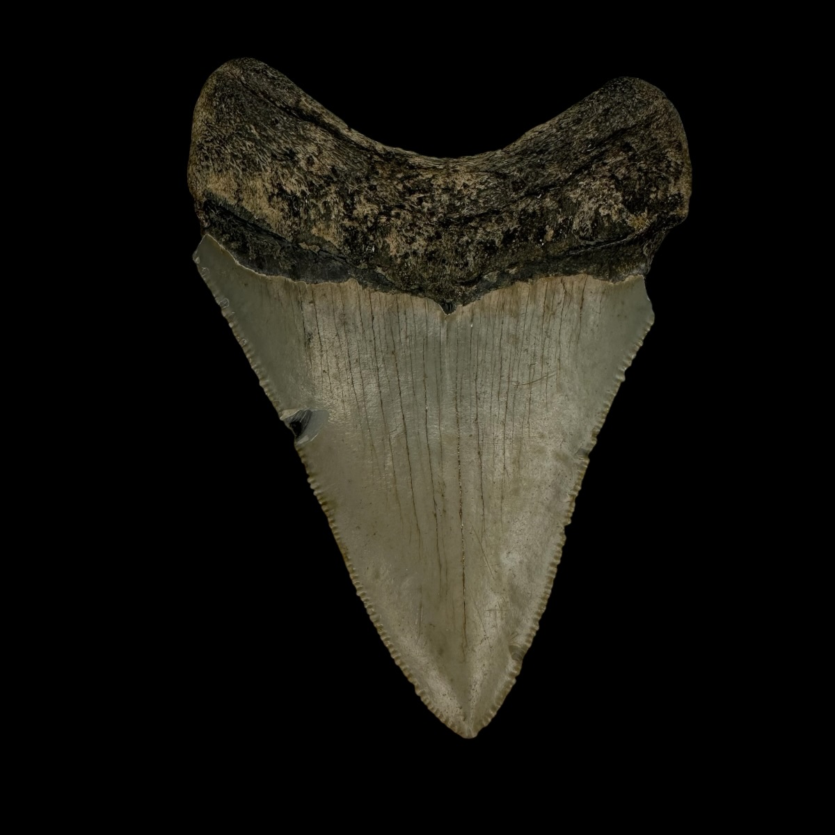 3.25" Serrated Megalodon Tooth Fossil - Image 2