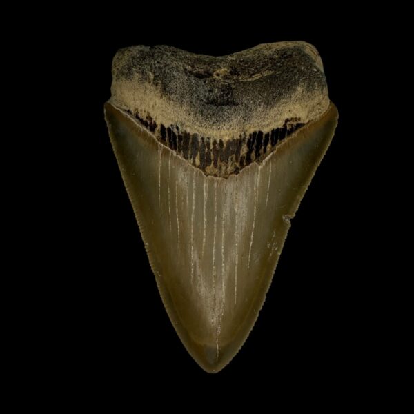 3.17" Serrated Megalodon Tooth Fossil