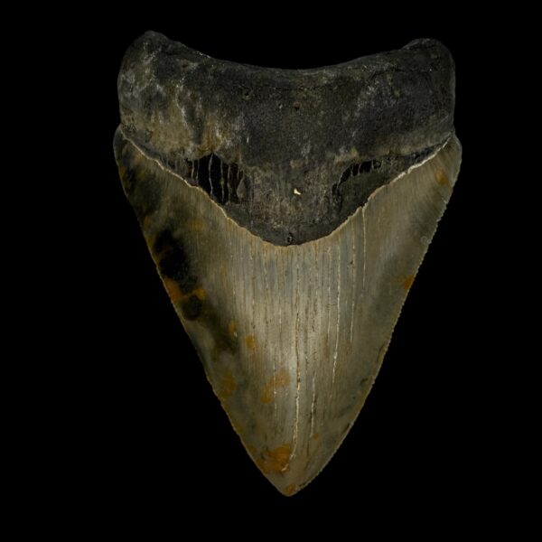 3.77" Serrated Megalodon Tooth Fossil
