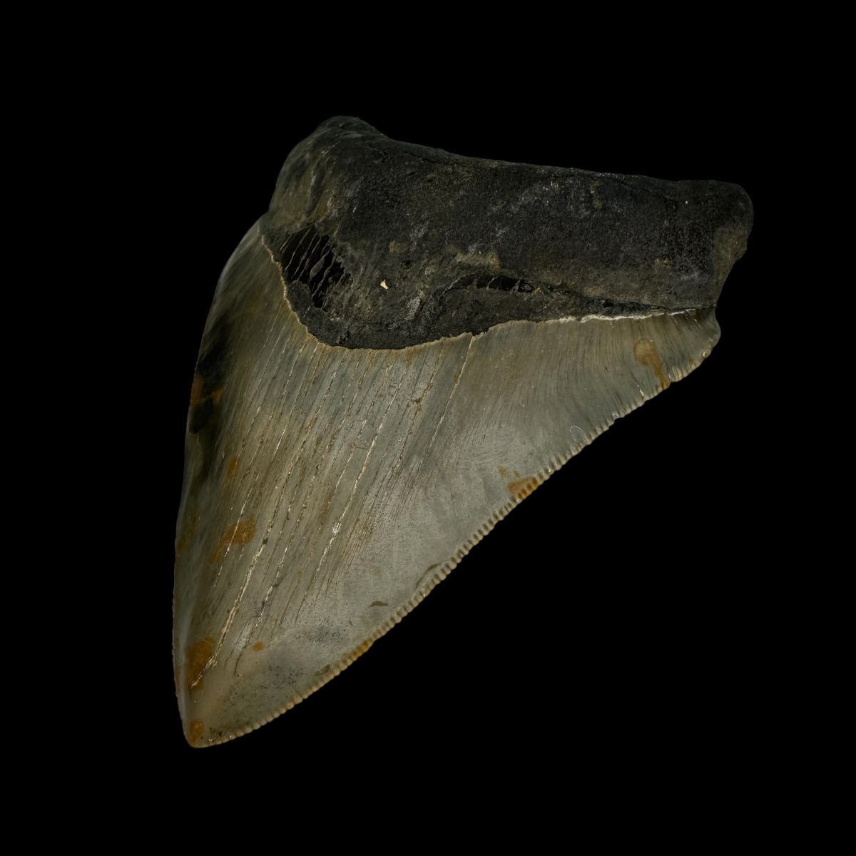 3.77" Serrated Megalodon Tooth Fossil - Image 3
