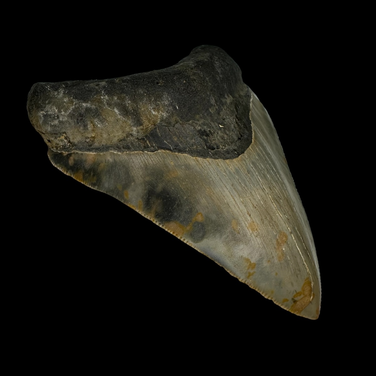 3.77" Serrated Megalodon Tooth Fossil - Image 4