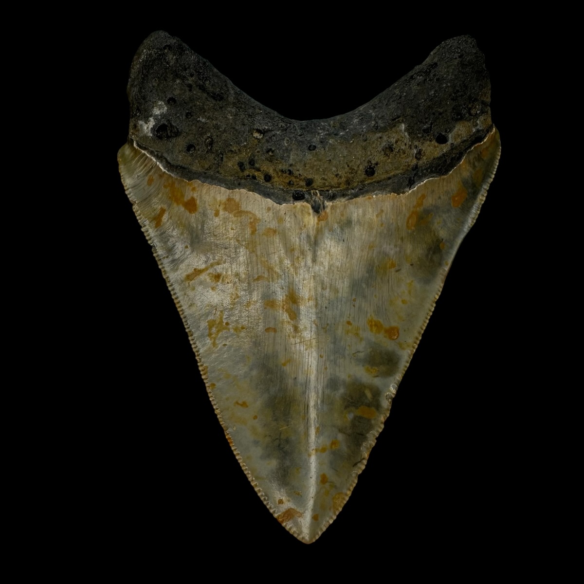 3.77" Serrated Megalodon Tooth Fossil - Image 2