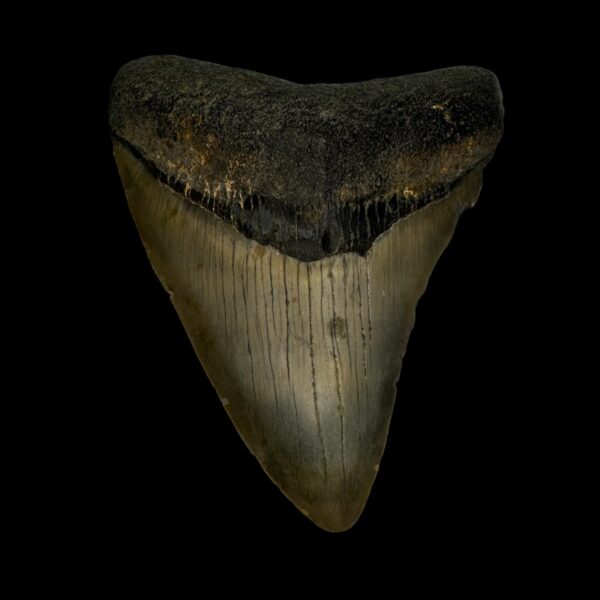 3.51" Megalodon Tooth Fossil