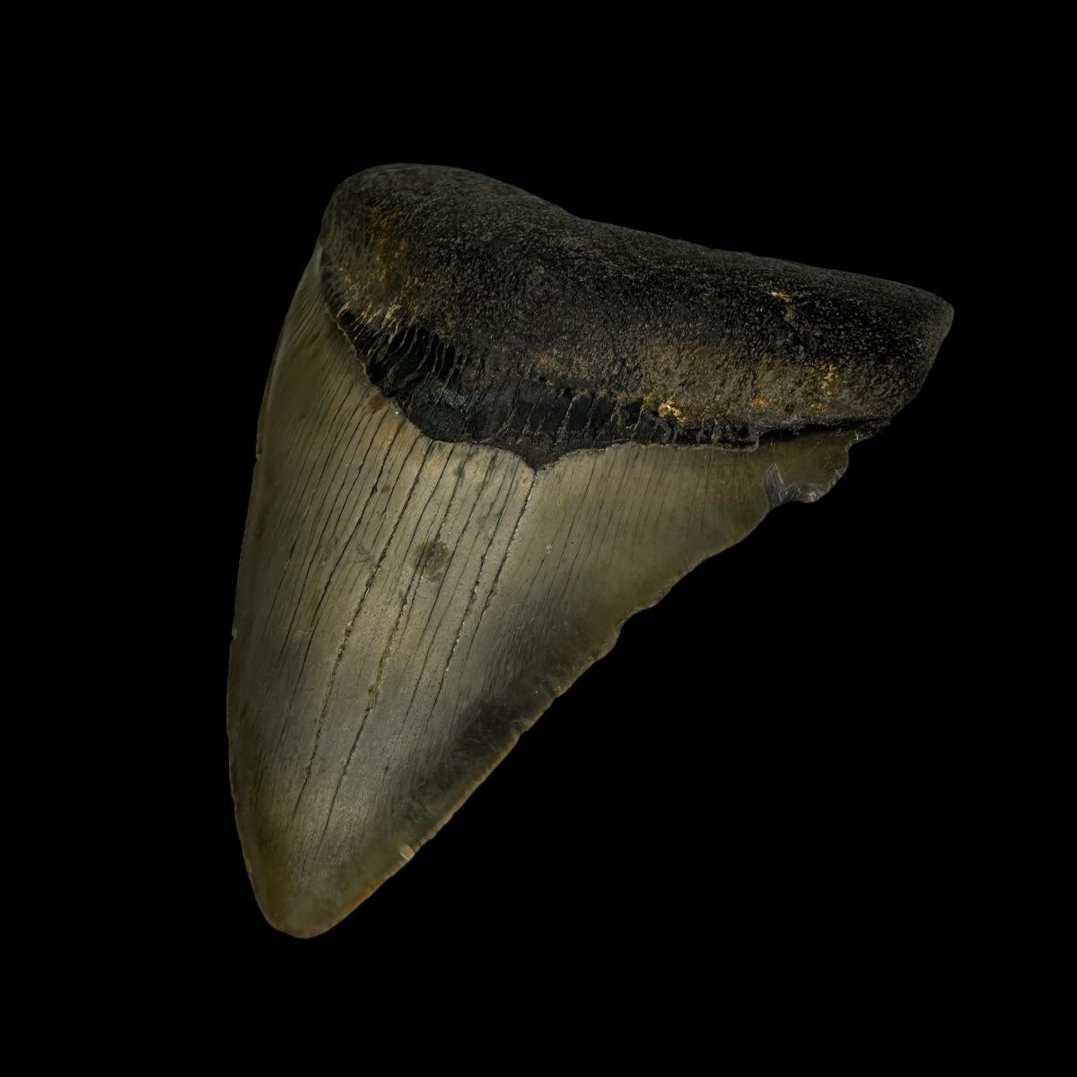 3.51" Megalodon Tooth Fossil - Image 3