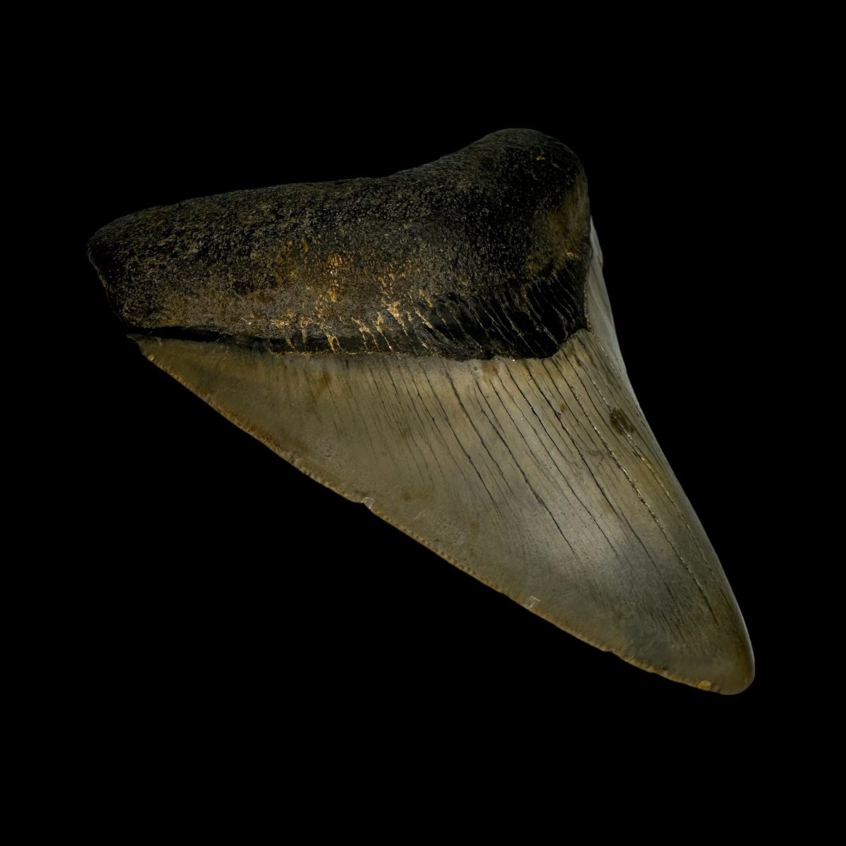 3.51" Megalodon Tooth Fossil - Image 4