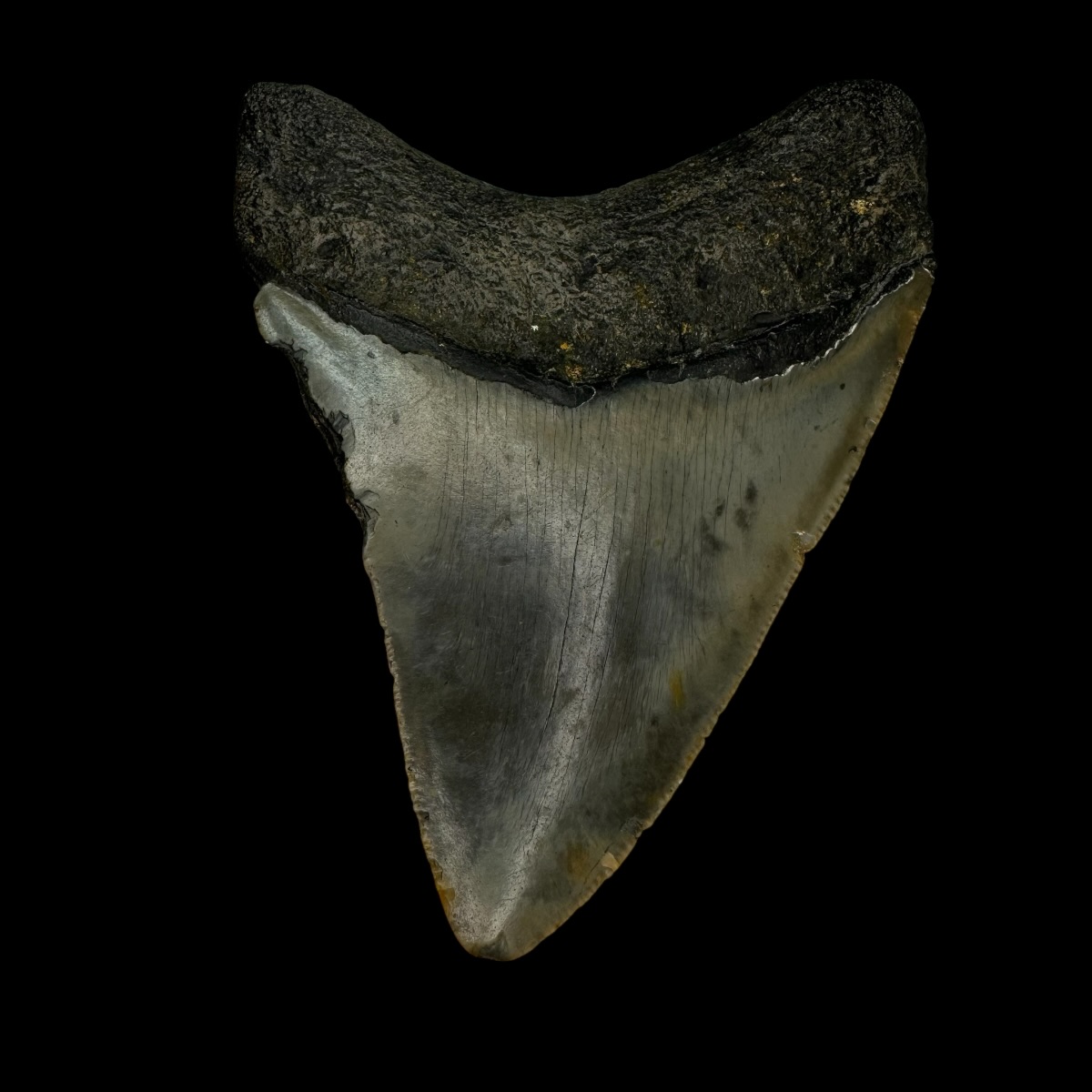 3.51" Megalodon Tooth Fossil - Image 2