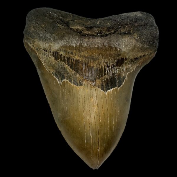 6.04" Megalodon Tooth Fossil