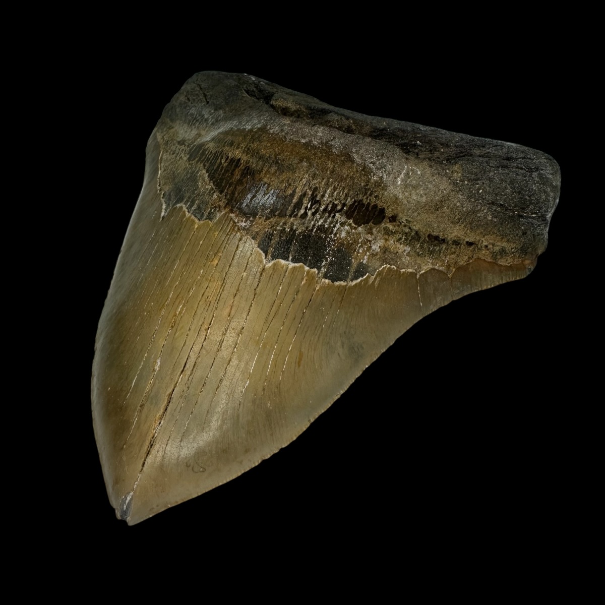 6.04" Megalodon Tooth Fossil - Image 3