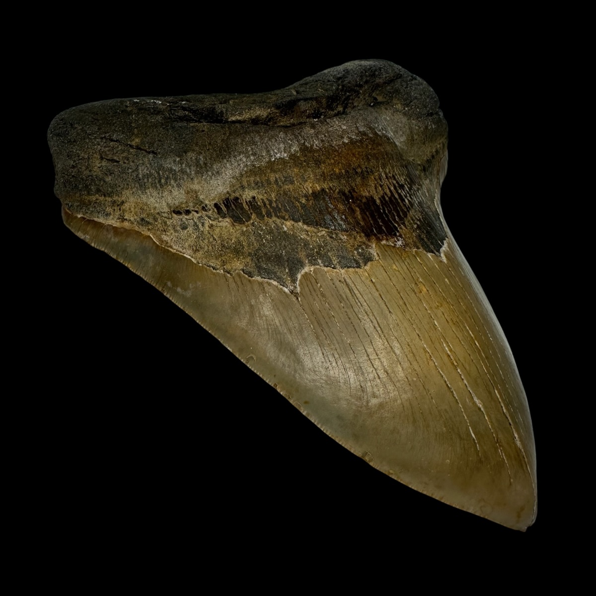 6.04" Megalodon Tooth Fossil - Image 4