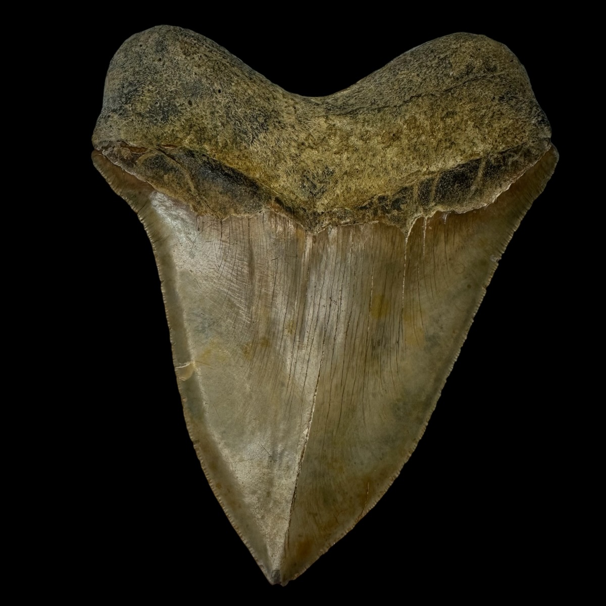 6.04" Megalodon Tooth Fossil - Image 2