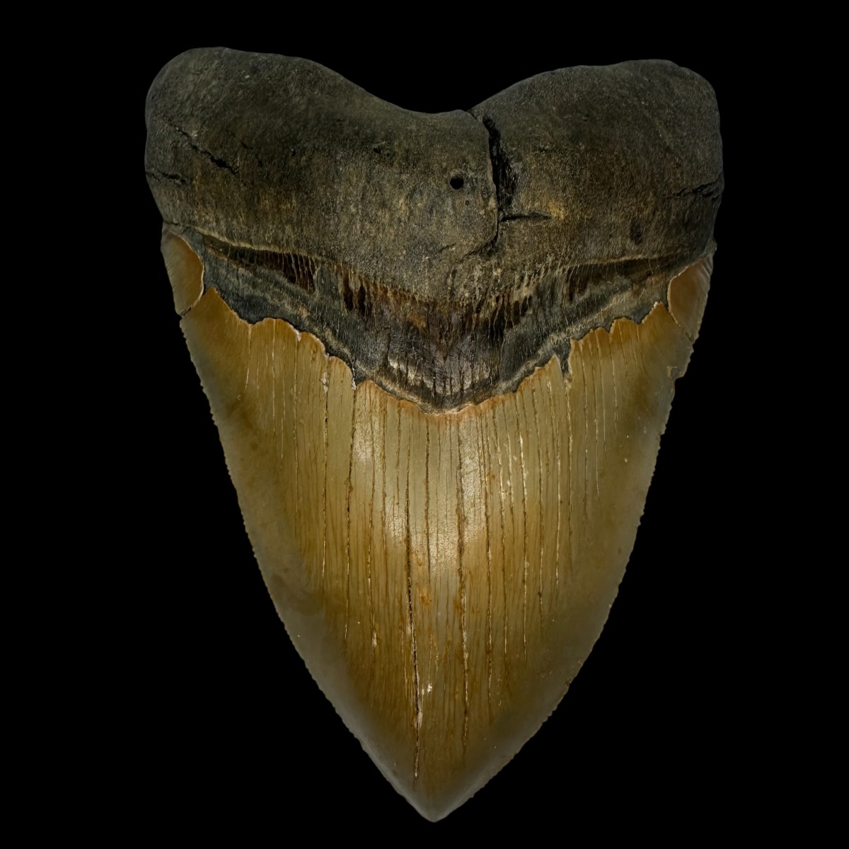 5.34" Serrated Megalodon Tooth Fossil