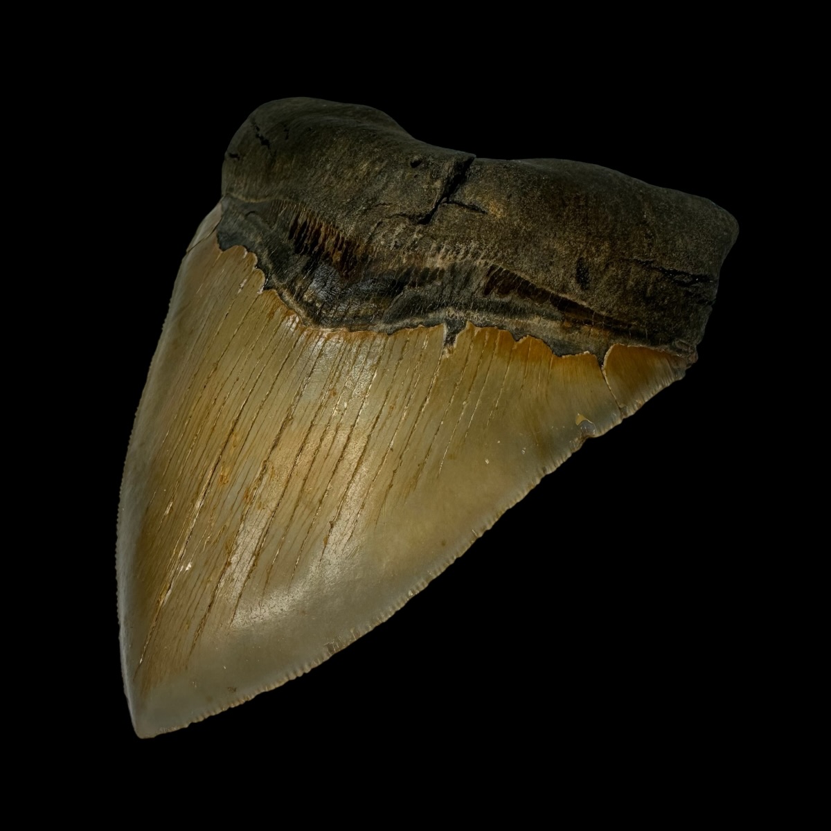5.34" Serrated Megalodon Tooth Fossil - Image 3
