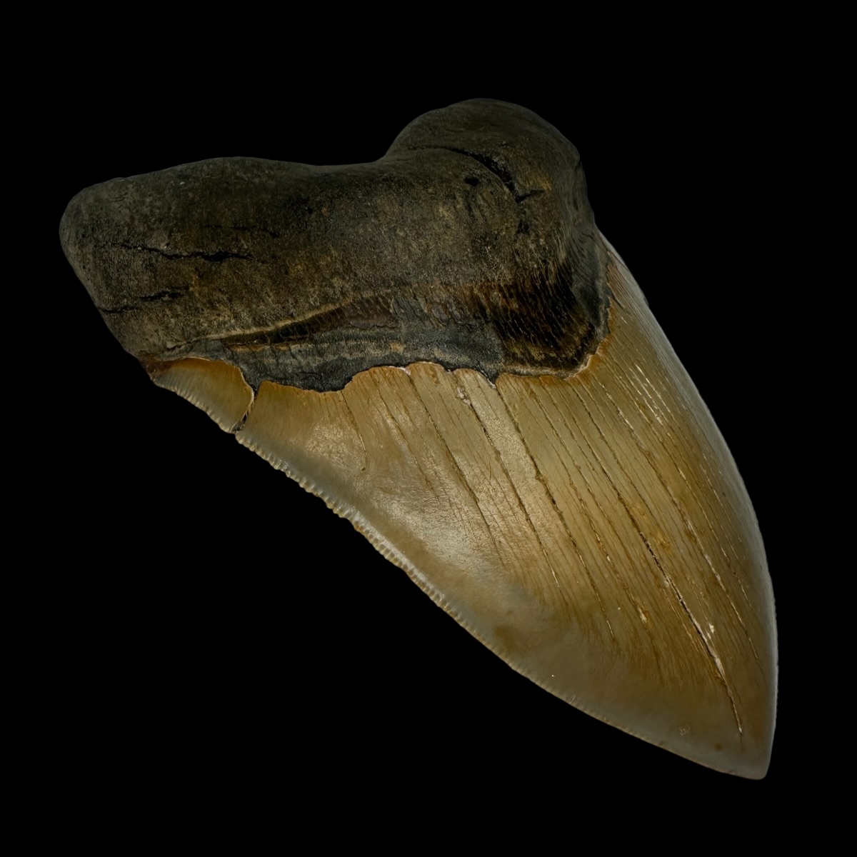 5.34" Serrated Megalodon Tooth Fossil - Image 4
