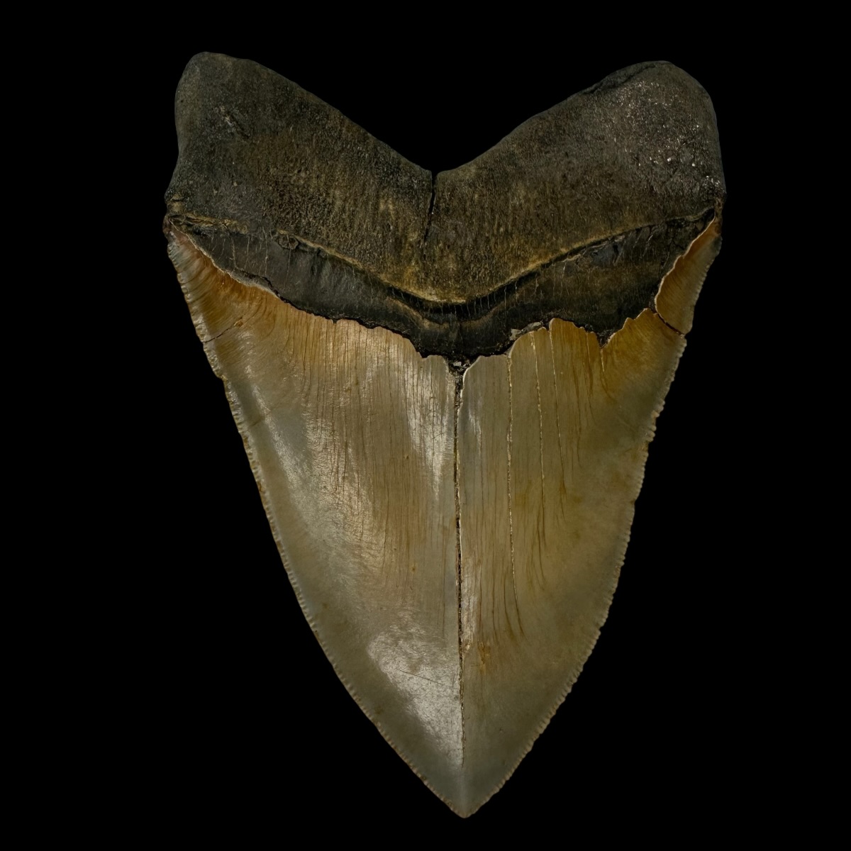 5.34" Serrated Megalodon Tooth Fossil - Image 2