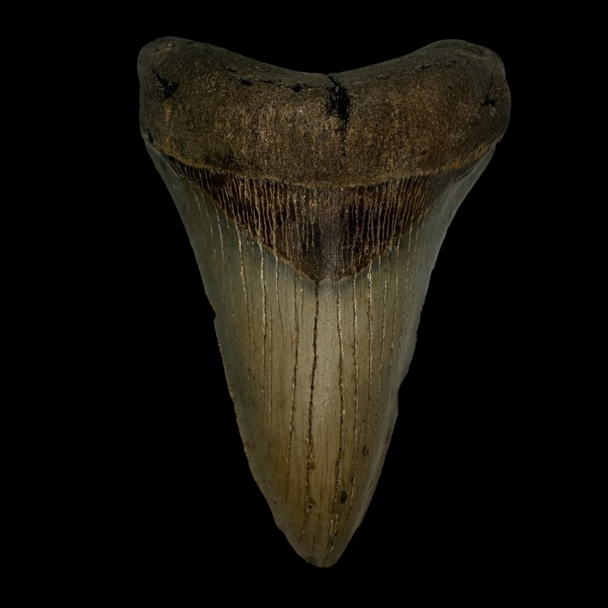 5.16" Megalodon Tooth Fossil