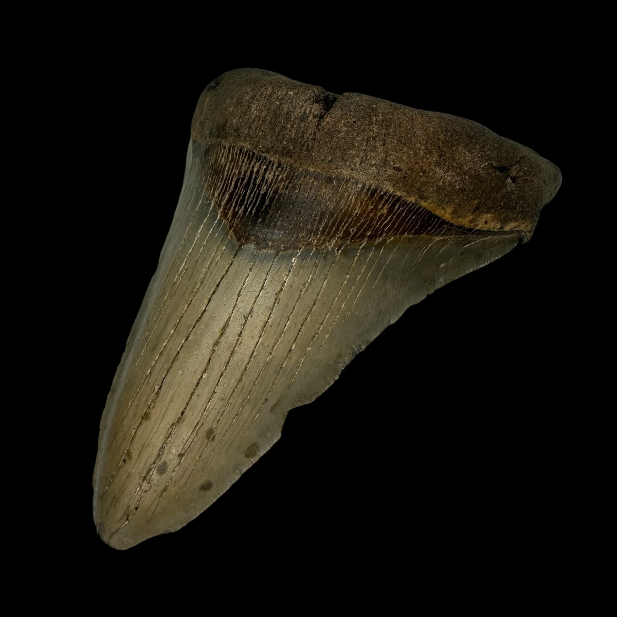 5.16" Megalodon Tooth Fossil - Image 3