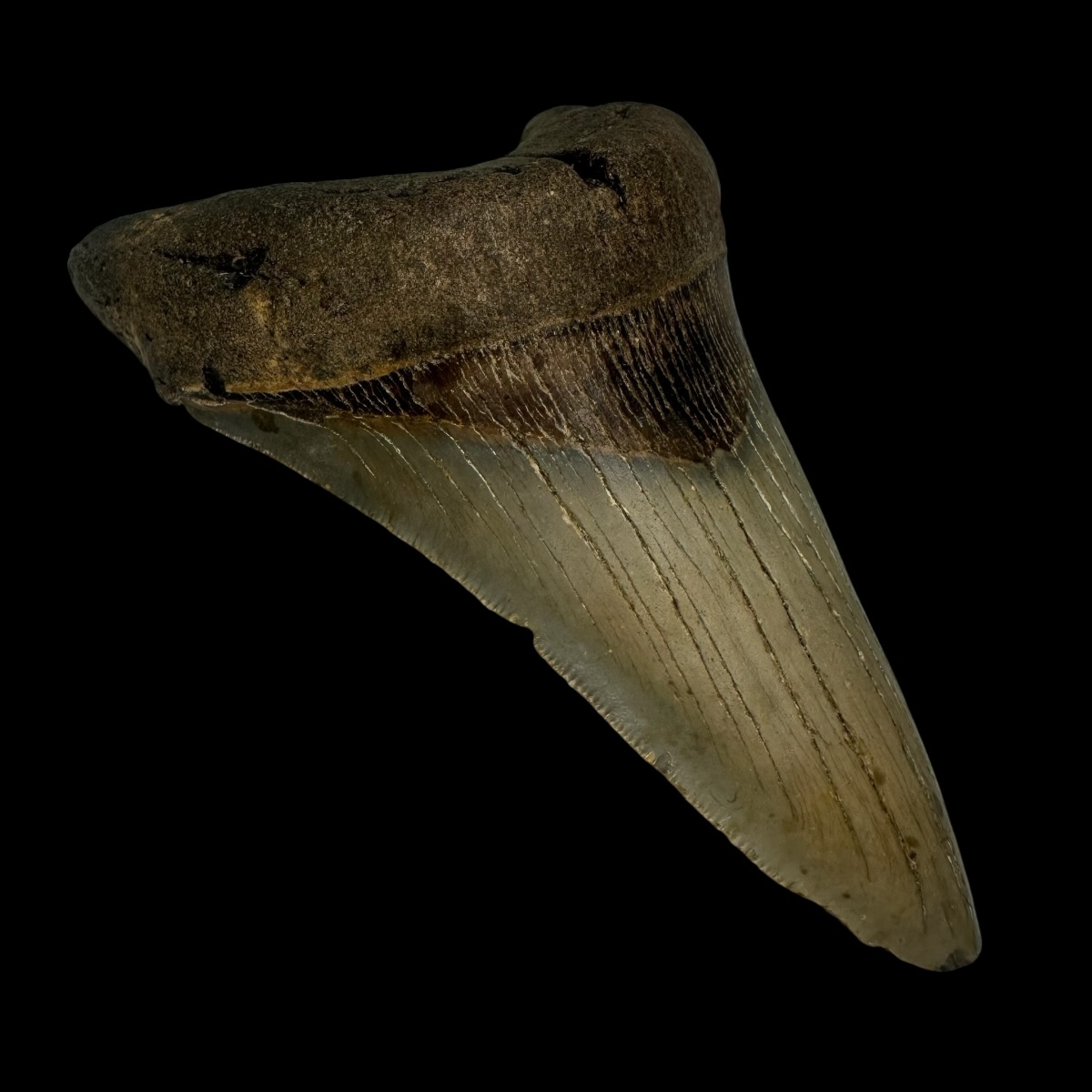 5.16" Megalodon Tooth Fossil - Image 4