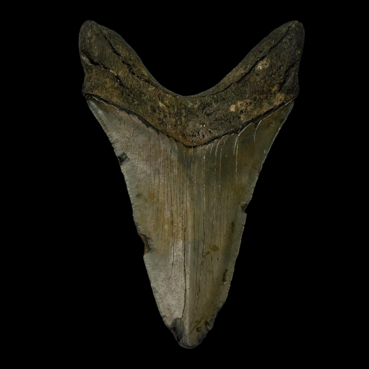 5.16" Megalodon Tooth Fossil - Image 2