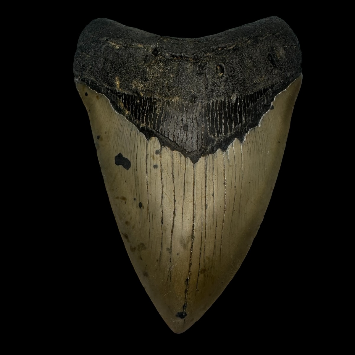 5.14" Megalodon Tooth Fossil