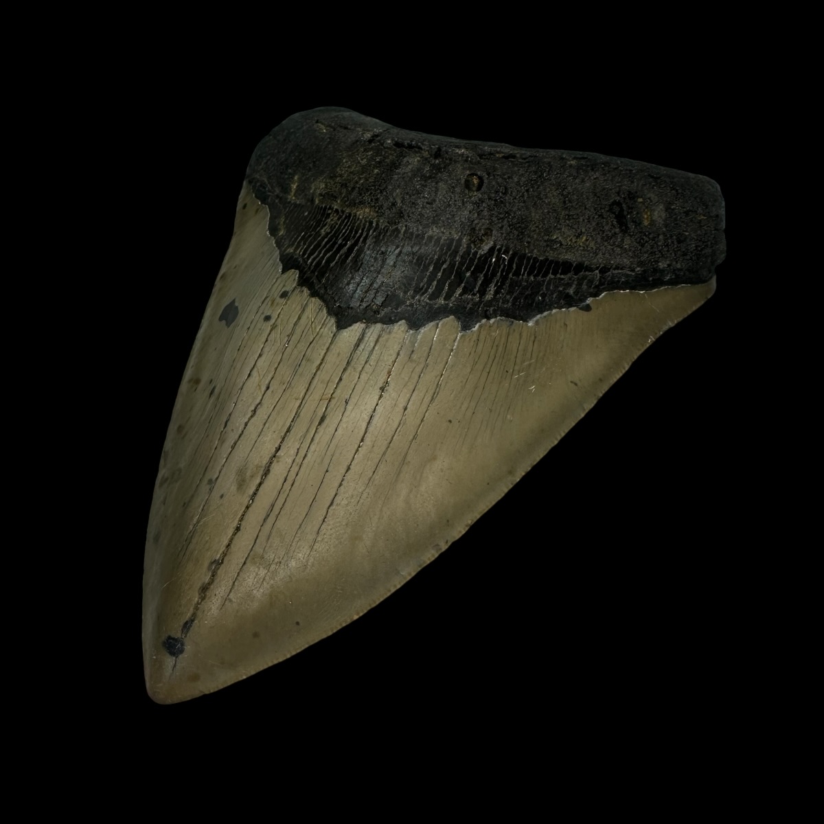 5.14" Megalodon Tooth Fossil - Image 3