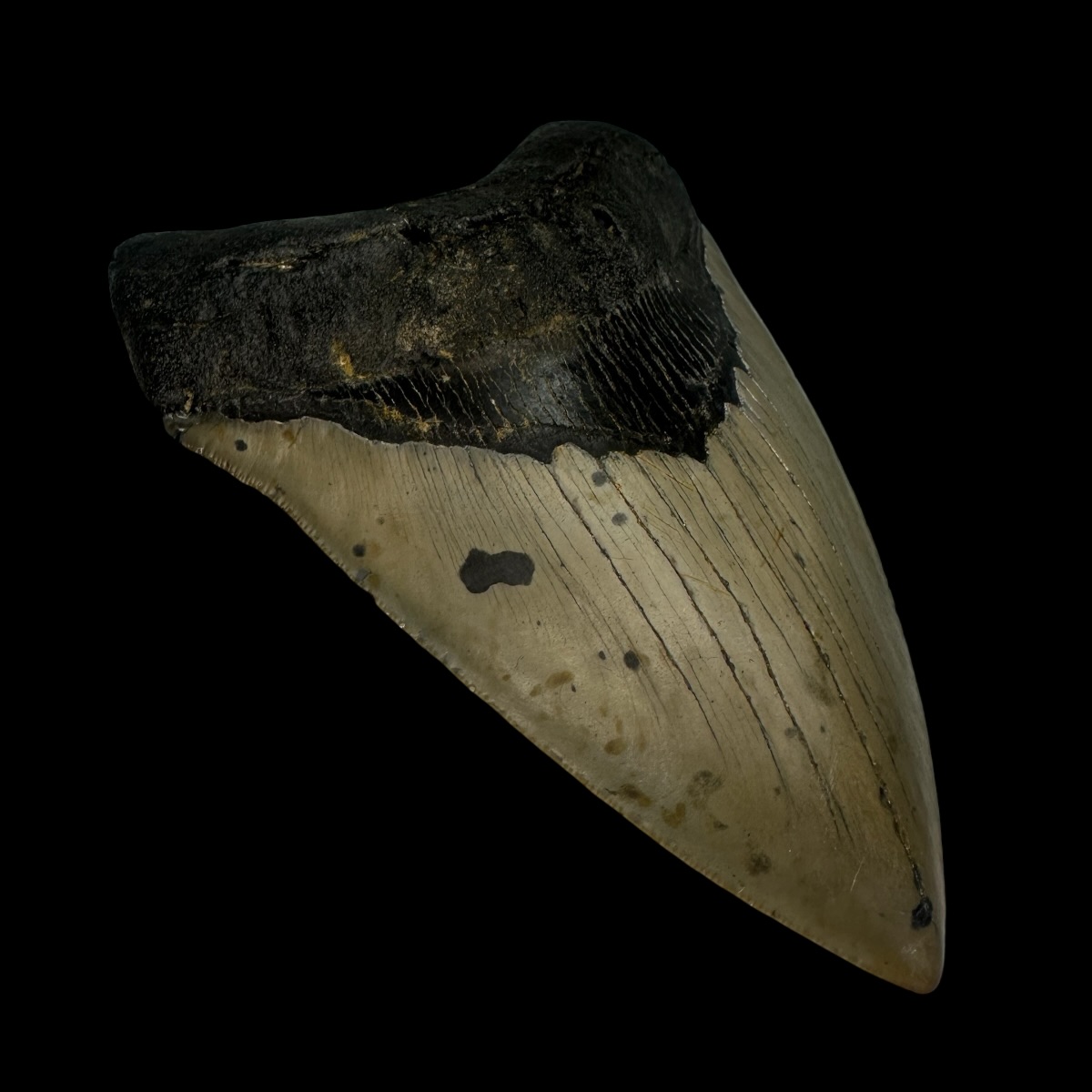 5.14" Megalodon Tooth Fossil - Image 4