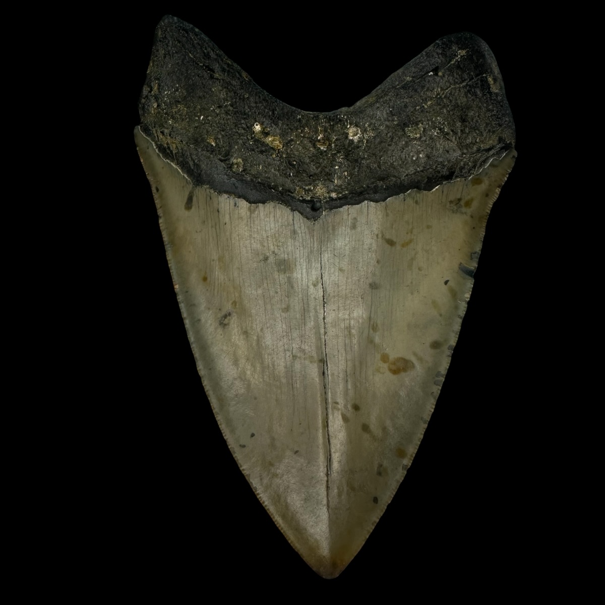 5.14" Megalodon Tooth Fossil - Image 2