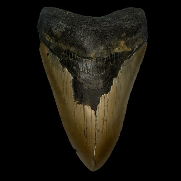 5.11" Megalodon Tooth Fossil