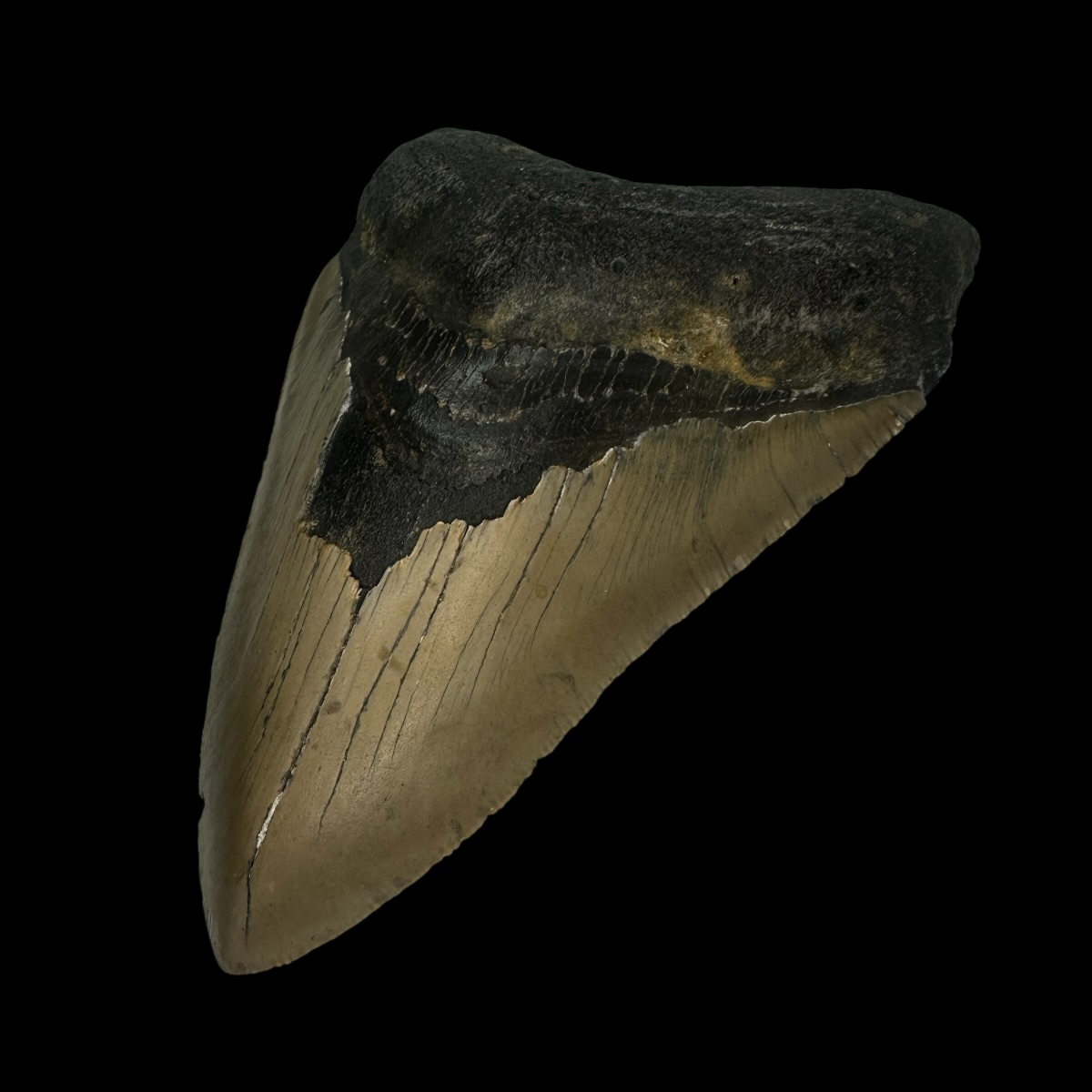5.11" Megalodon Tooth Fossil - Image 3