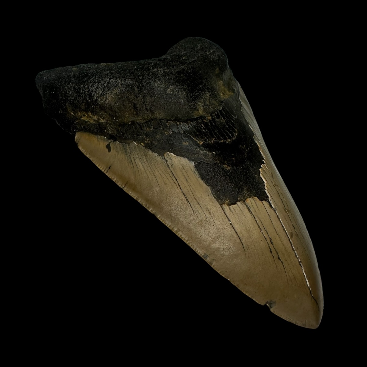 5.11" Megalodon Tooth Fossil - Image 4