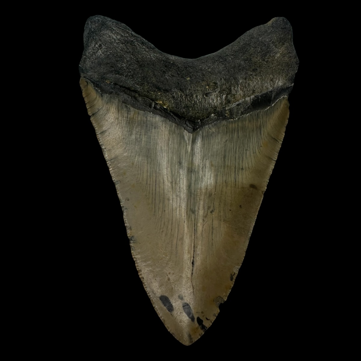 5.11" Megalodon Tooth Fossil - Image 2