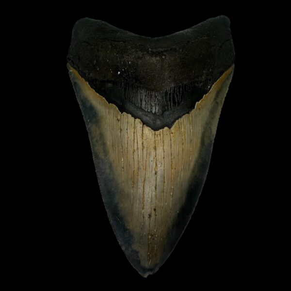 5.30" Serrated Megalodon Tooth Fossil