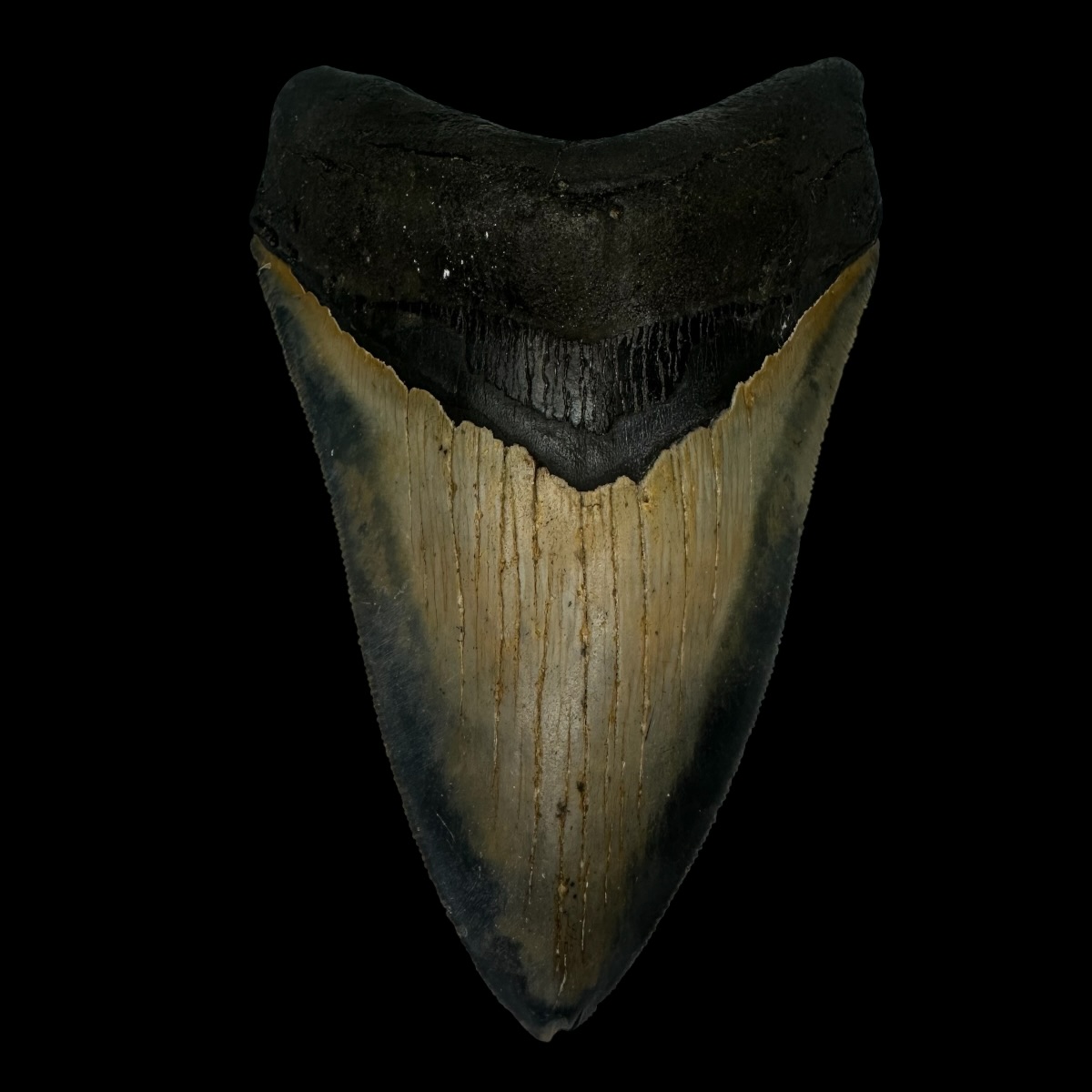 5.30" Serrated Megalodon Tooth Fossil