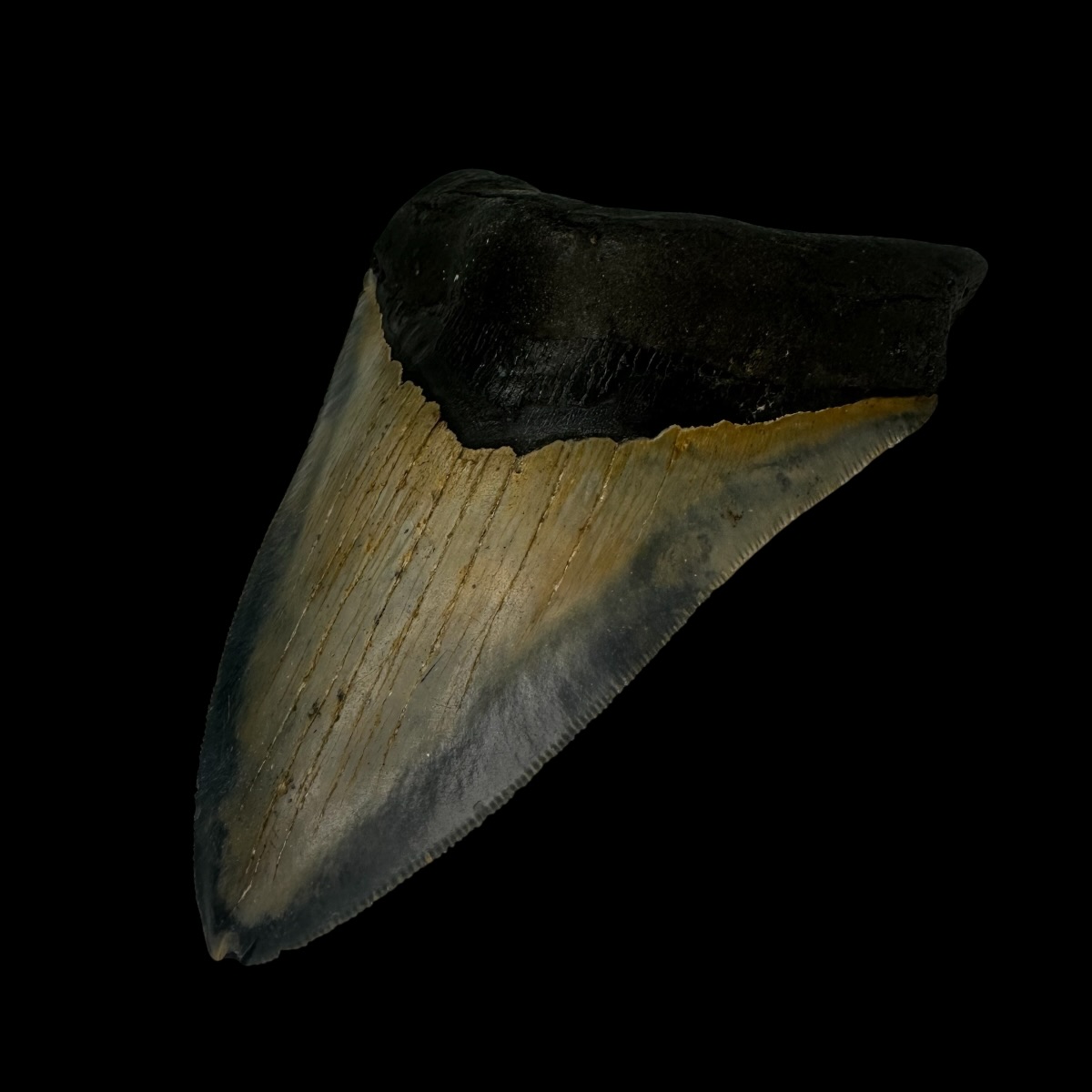 5.30" Serrated Megalodon Tooth Fossil - Image 3