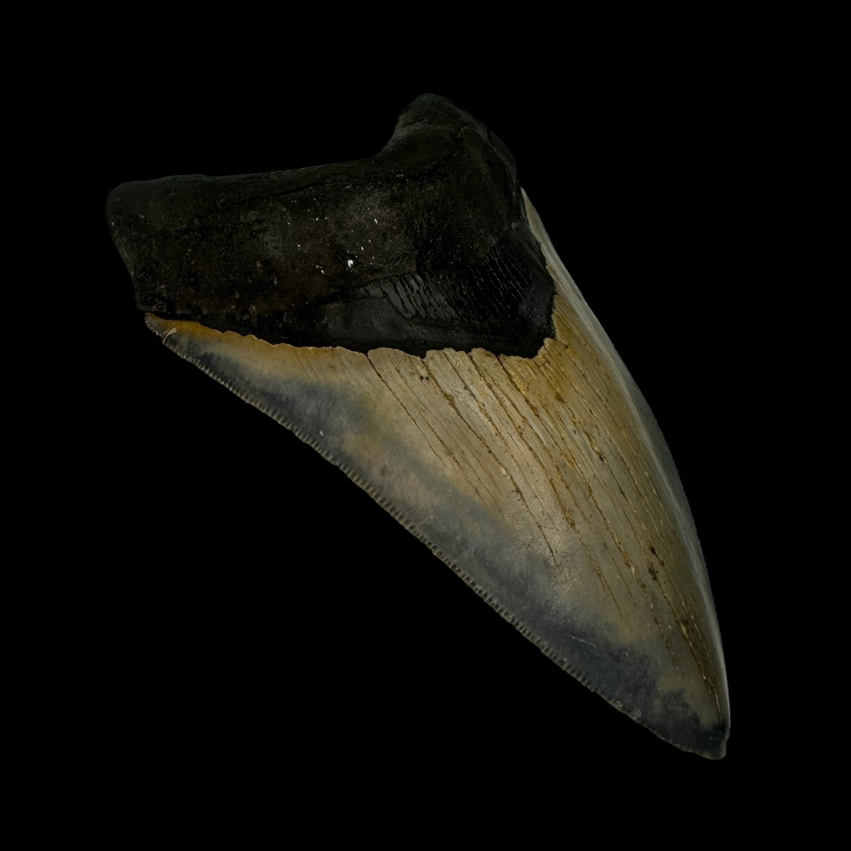 5.30" Serrated Megalodon Tooth Fossil - Image 4