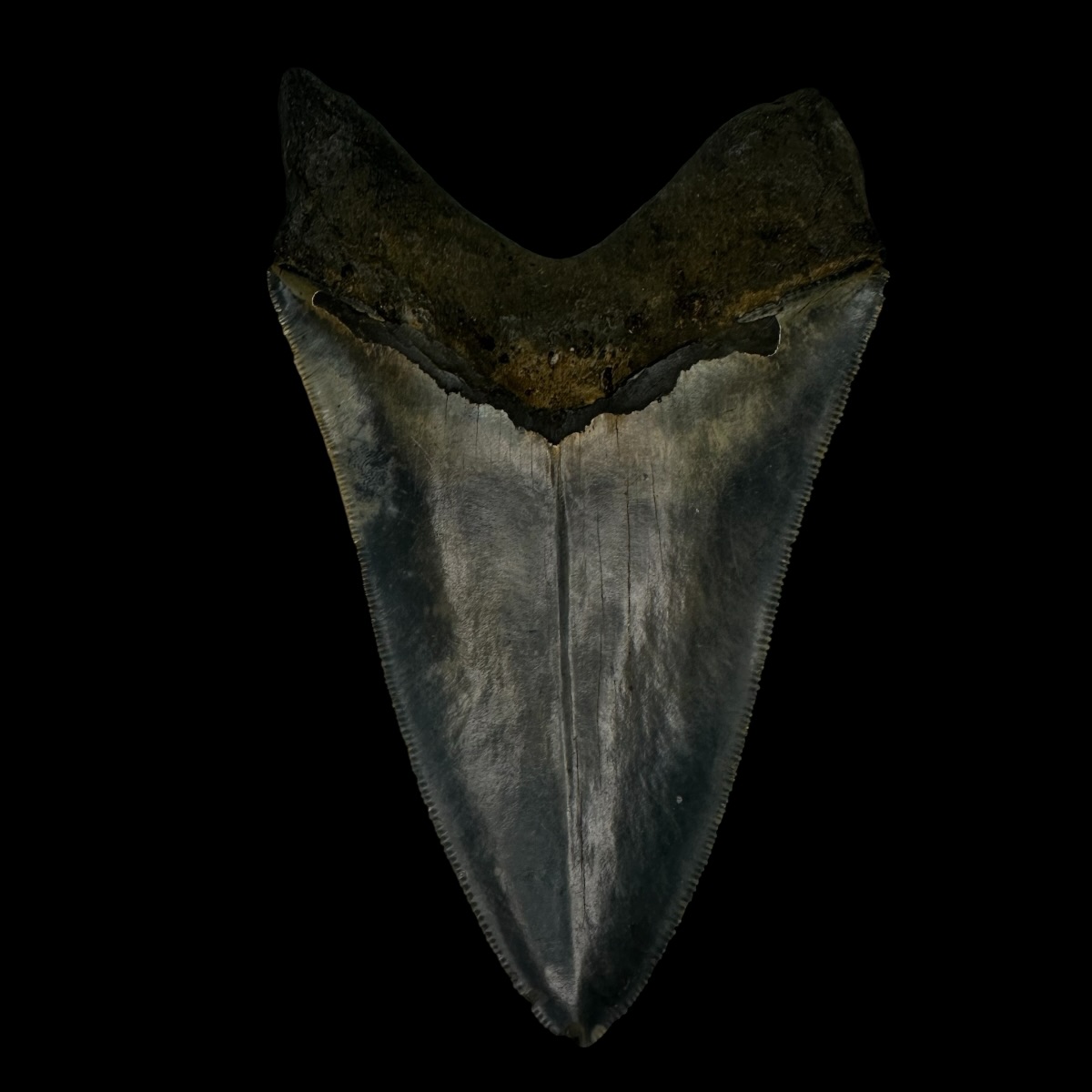 5.30" Serrated Megalodon Tooth Fossil - Image 2