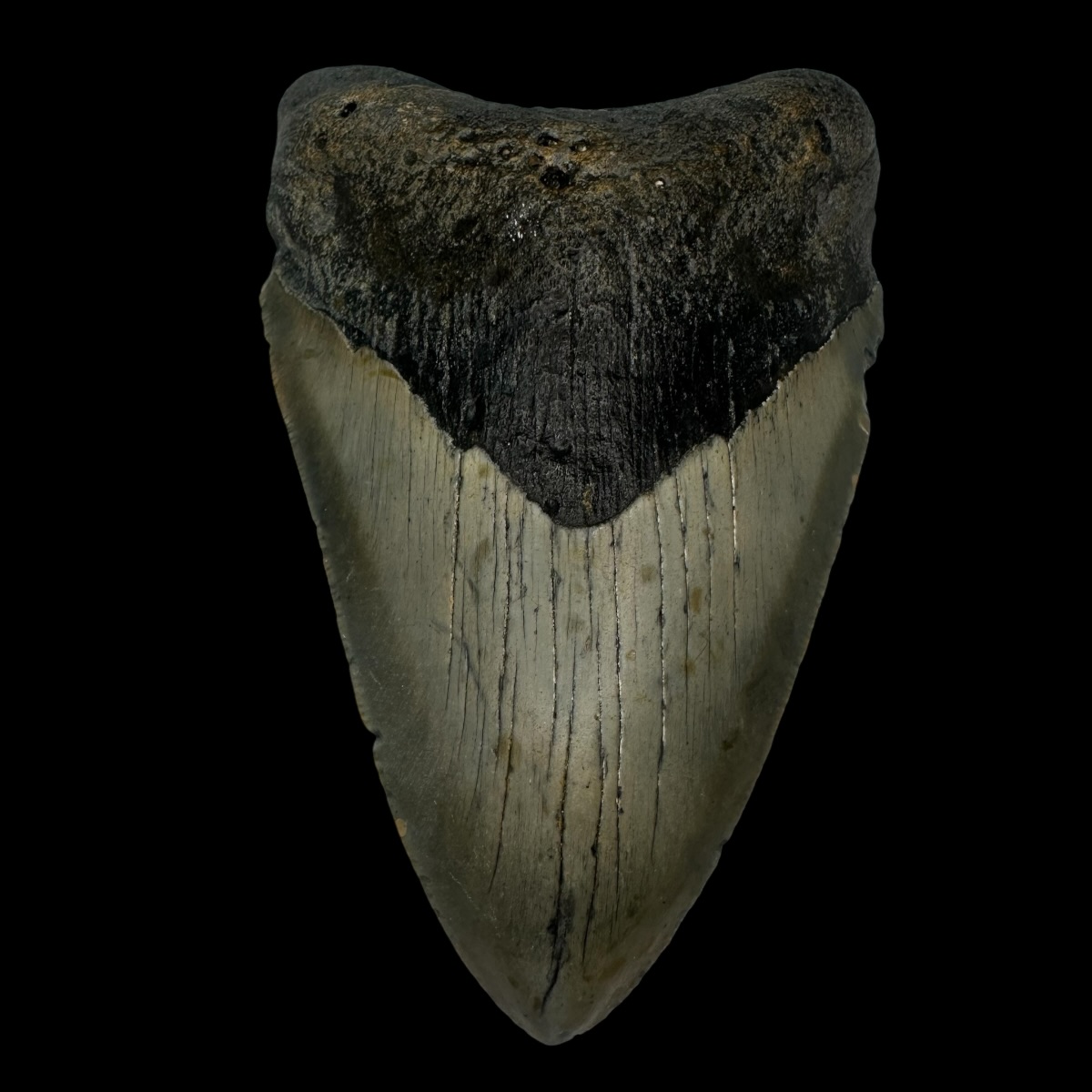 4.40" Megalodon Tooth Fossil