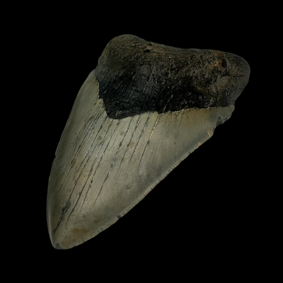 4.40" Megalodon Tooth Fossil - Image 3