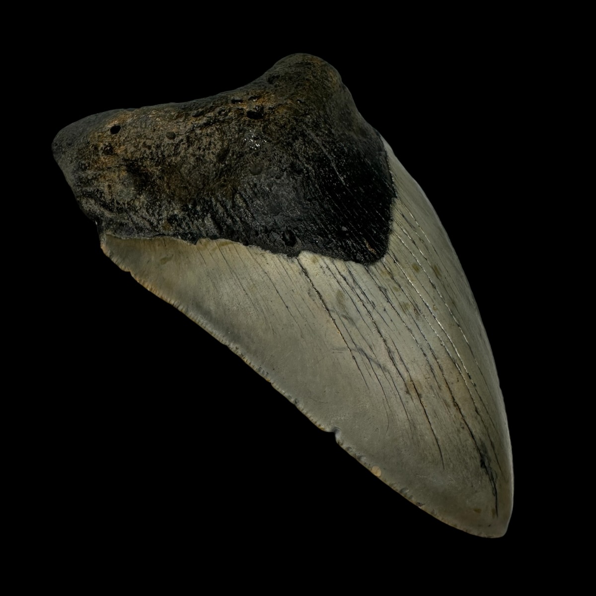 4.40" Megalodon Tooth Fossil - Image 4