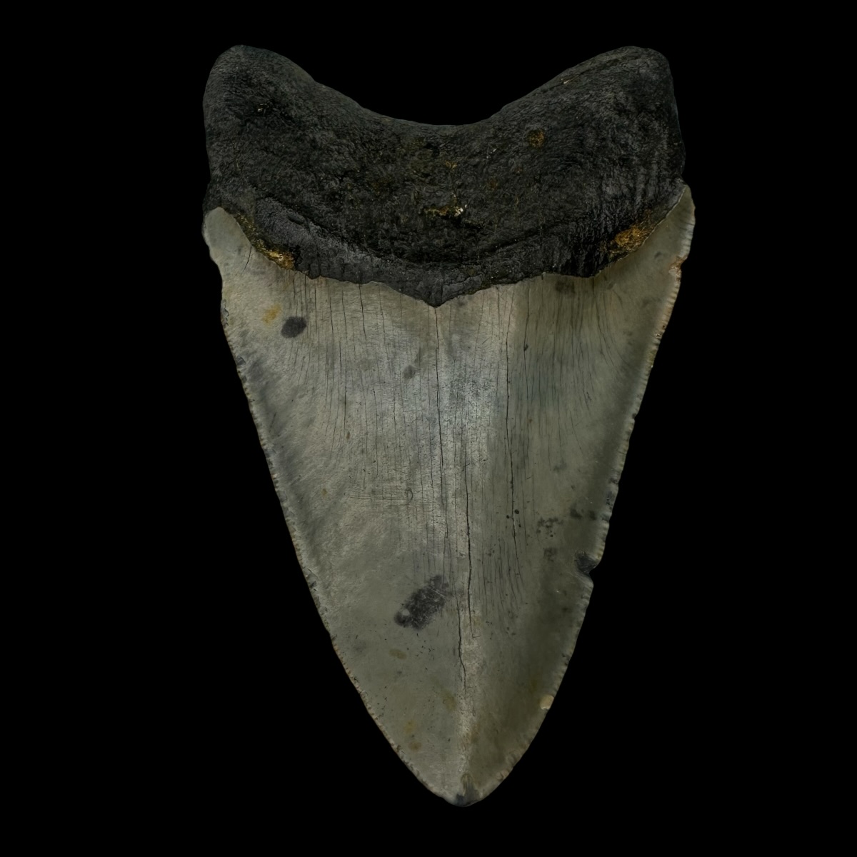 4.40" Megalodon Tooth Fossil - Image 2