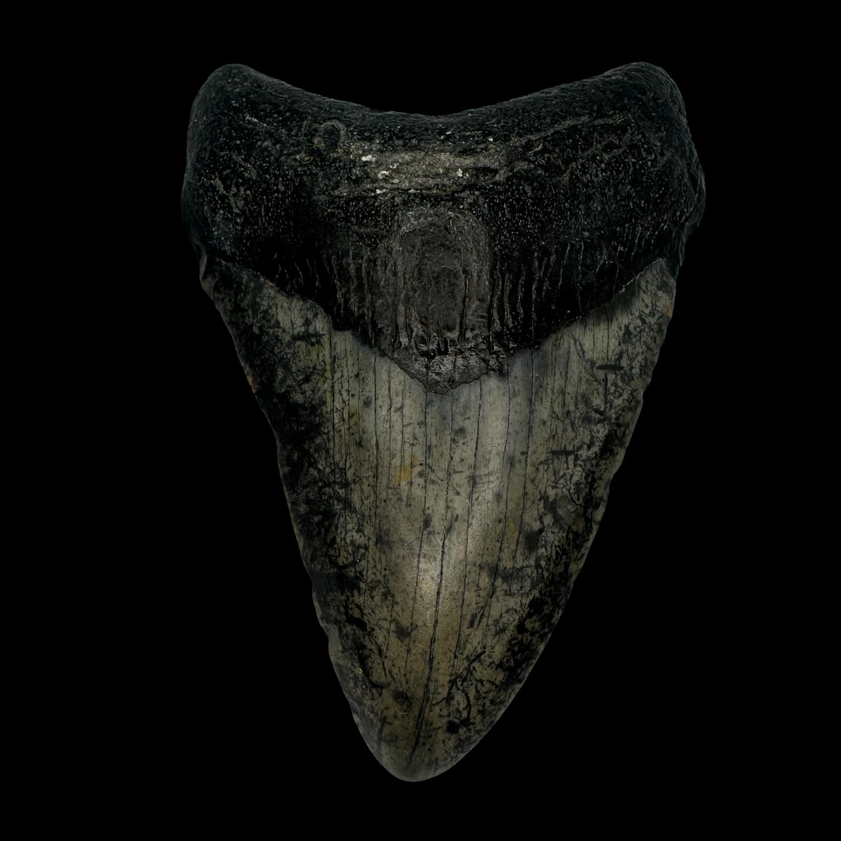 3.93" Megalodon Tooth Fossil