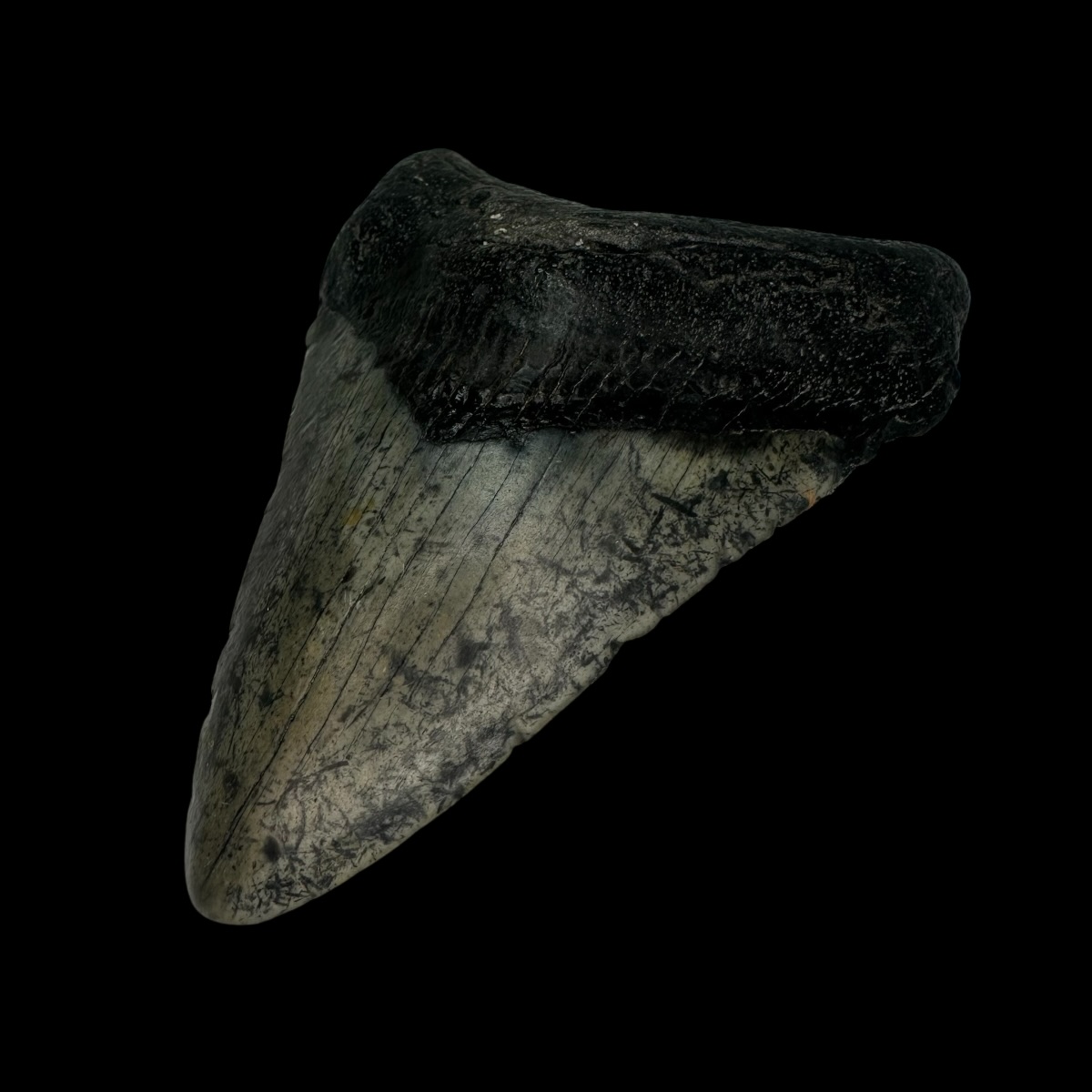 3.93" Megalodon Tooth Fossil - Image 3