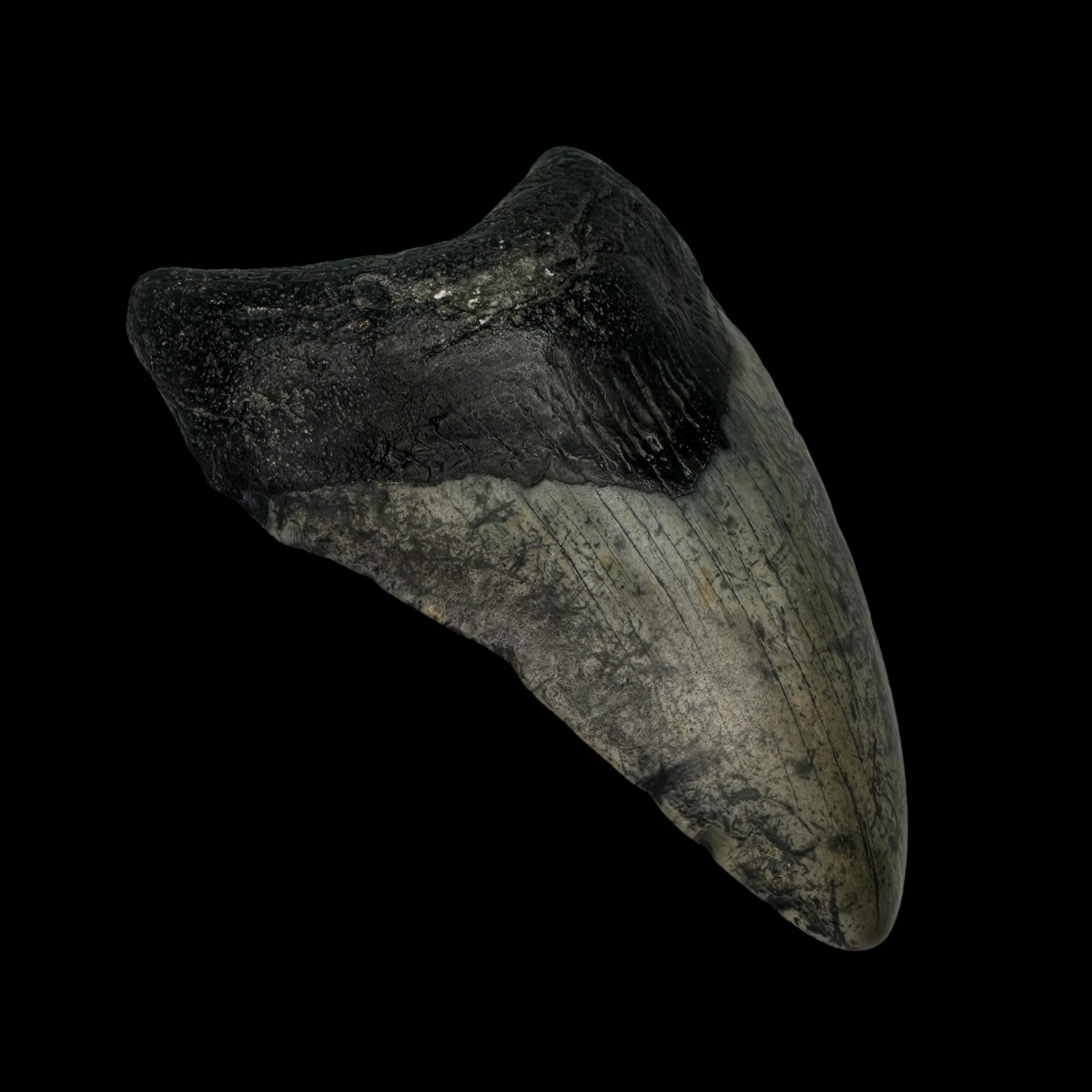 3.93" Megalodon Tooth Fossil - Image 4