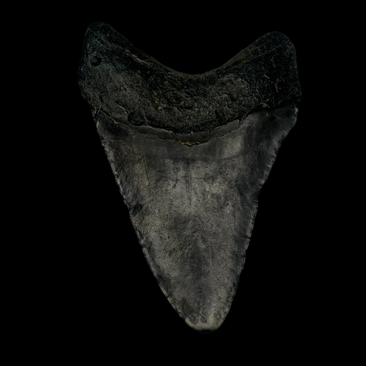 3.93" Megalodon Tooth Fossil - Image 2