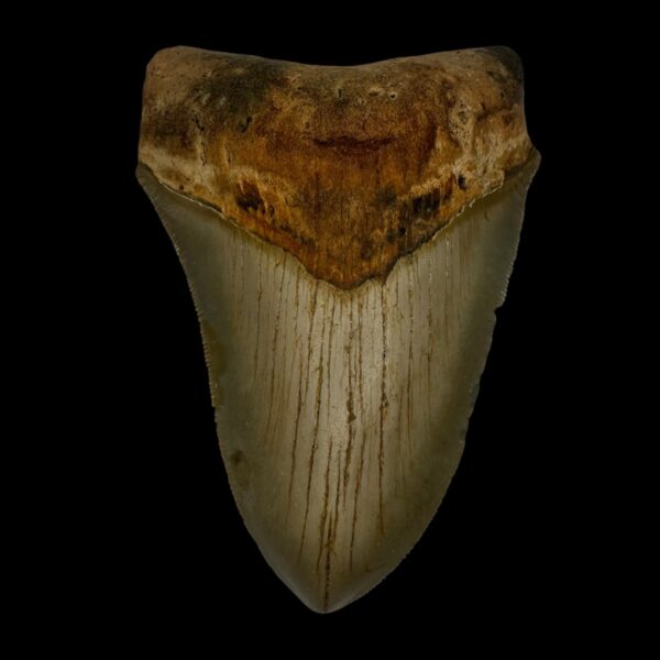 4.53" Megalodon Tooth Fossil