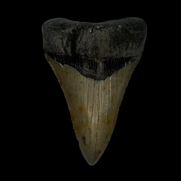 3.66" Serrated Megalodon Tooth Fossil